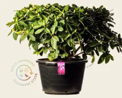 Rhododendron 'Germania'