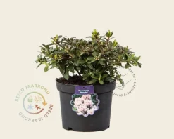Rhododendron 'Ginny Gee'