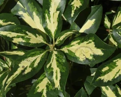 Rhododendron 'Goldflimmer'