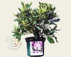 Rhododendron 'Goldflimmer'