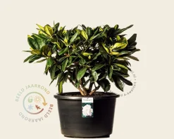 Rhododendron 'Gomer Waterer'