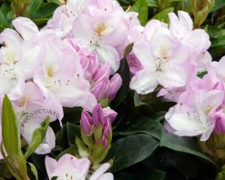 Rhododendron 'Gomer Waterer'