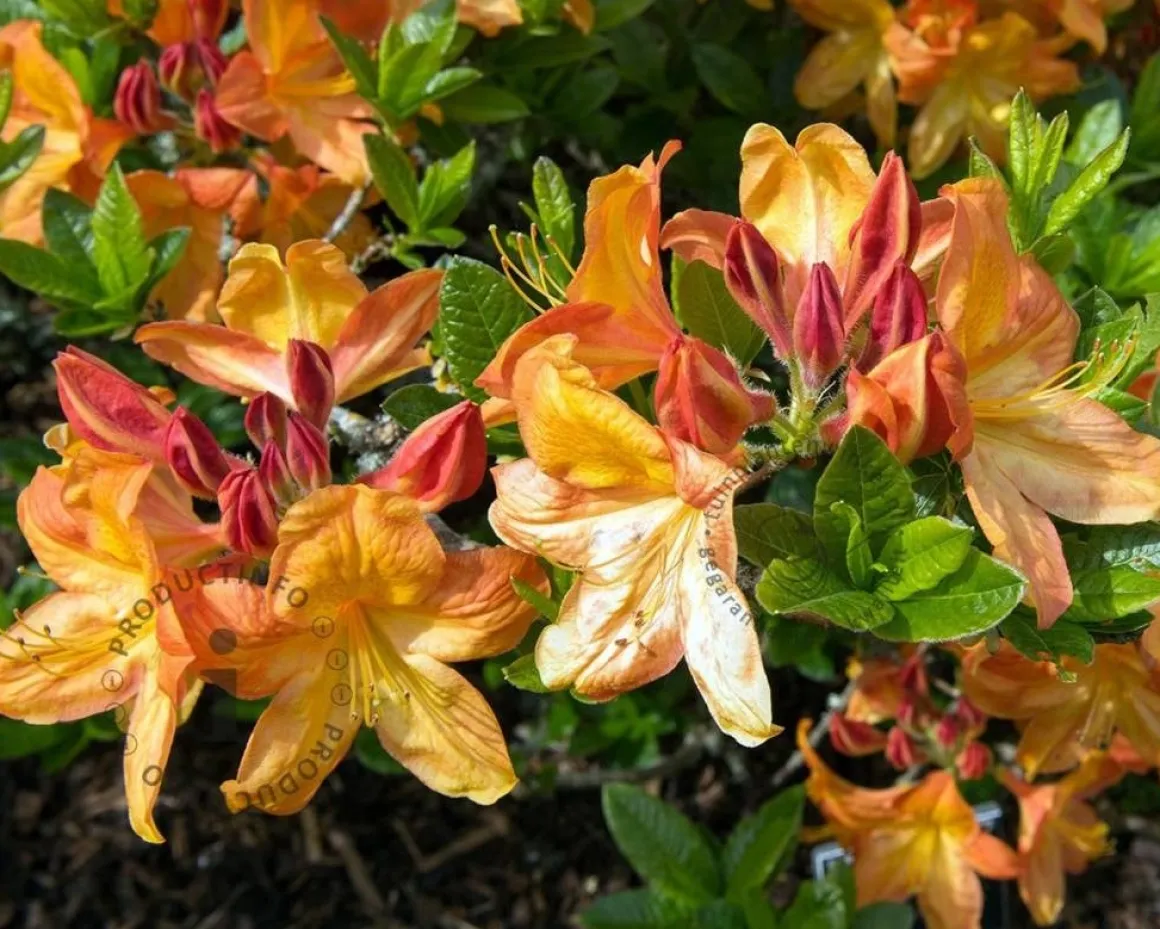 Rhododendron kh. 'Glowing Embers'
