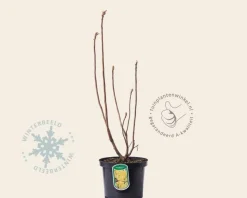 Rhododendron kh. 'Harvest Moon'