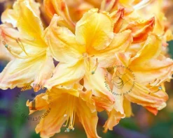 Rhododendron kh. 'Harvest Moon'