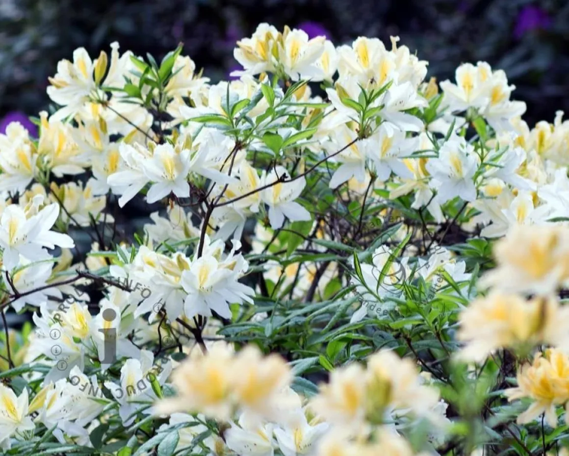 Rhododendron kh. 'White Throat'