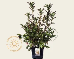 Rhododendron kh. 'White Throat'