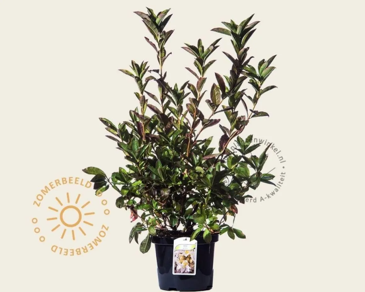 Rhododendron kh. 'White Throat'
