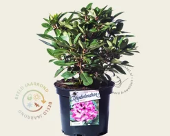 Rhododendron 'Kokardia'