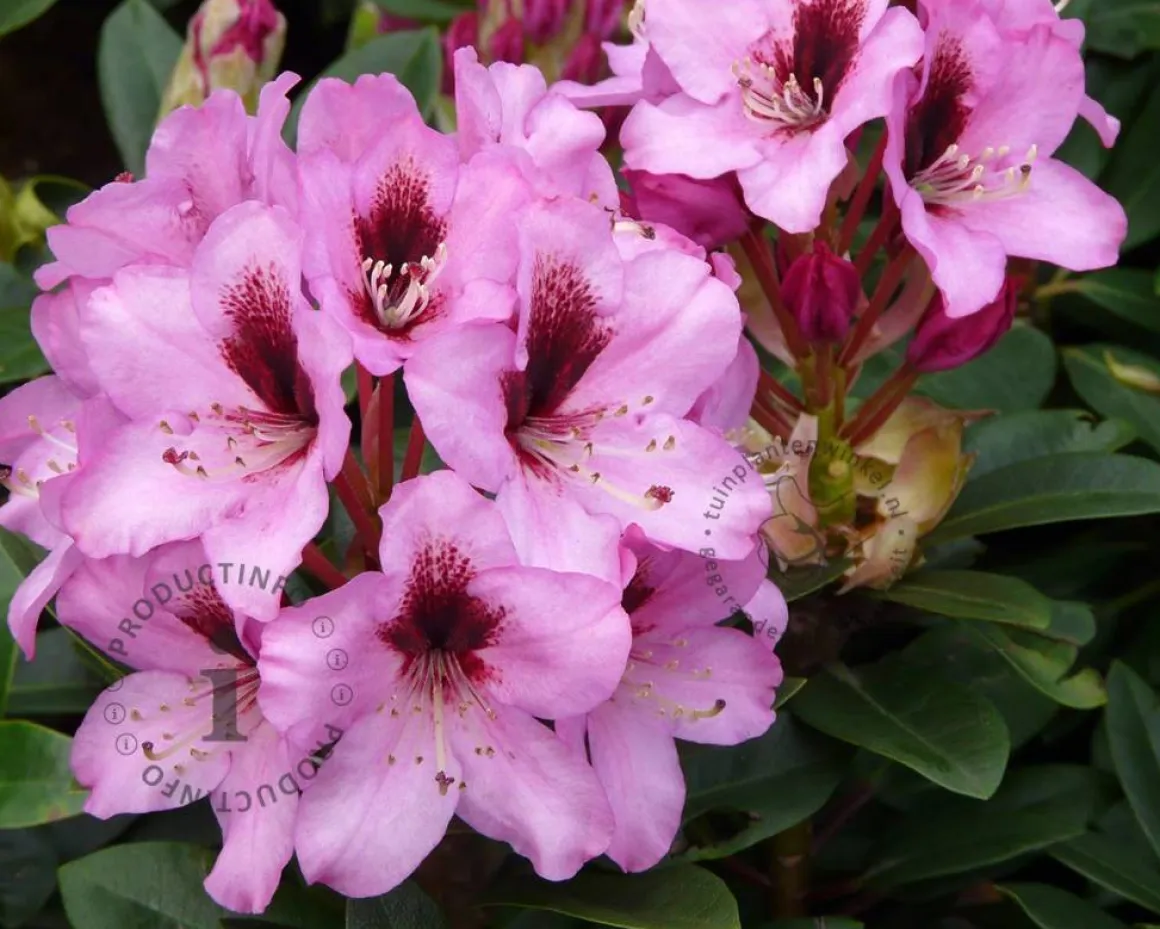 Rhododendron 'Kokardia'