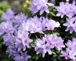 Rhododendron 'Lavendula'