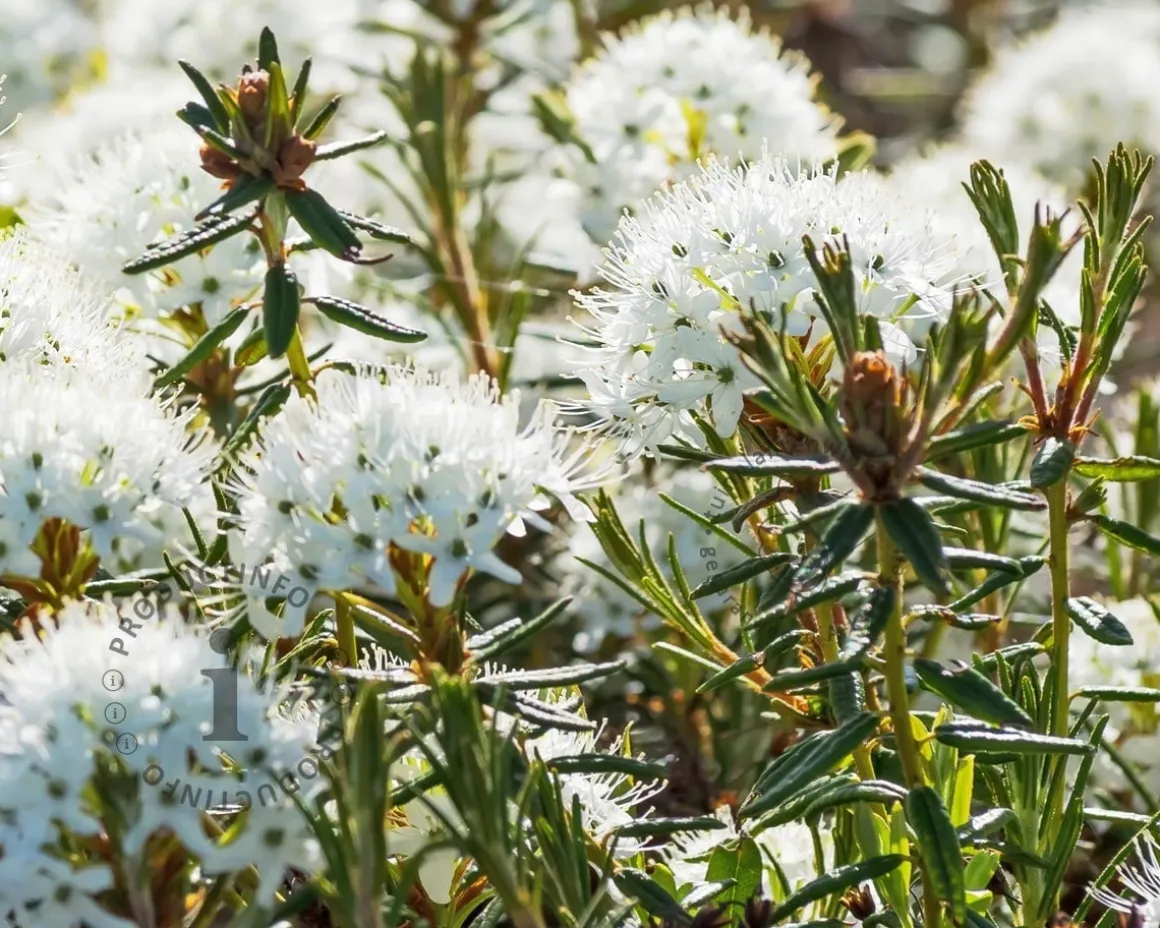 Rhododendron/Ledum groenlandicum 'Compactum'
