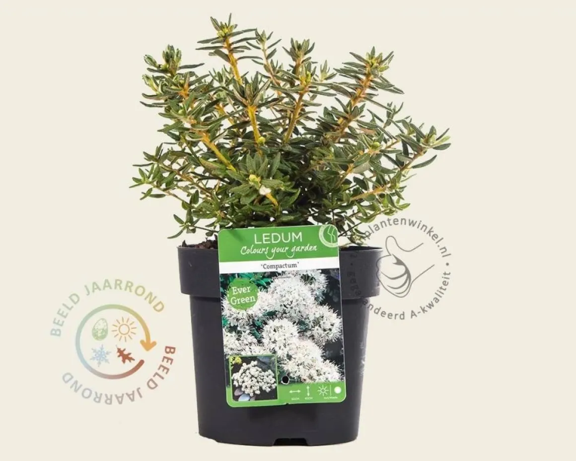 Rhododendron/Ledum groenlandicum 'Compactum'