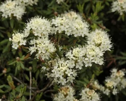 Rhododendron/Ledum groenlandicum 'Helma'