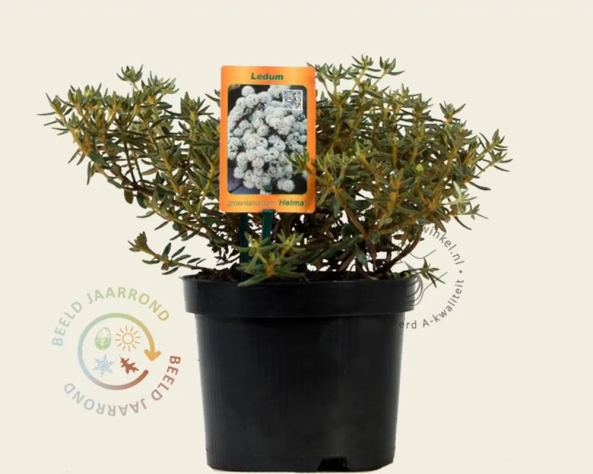 Rhododendron/Ledum groenlandicum 'Helma'