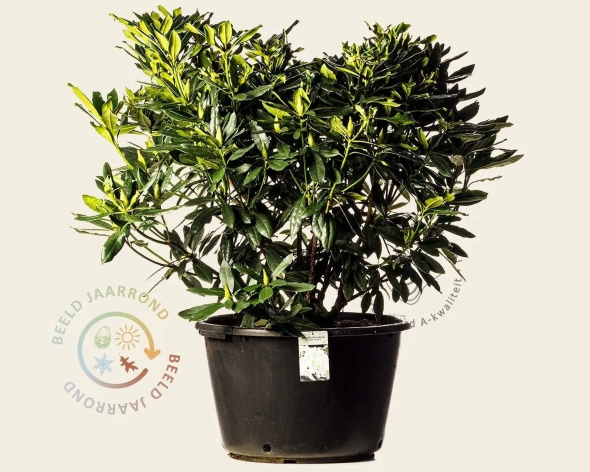 Rhododendron 'Madame Masson'
