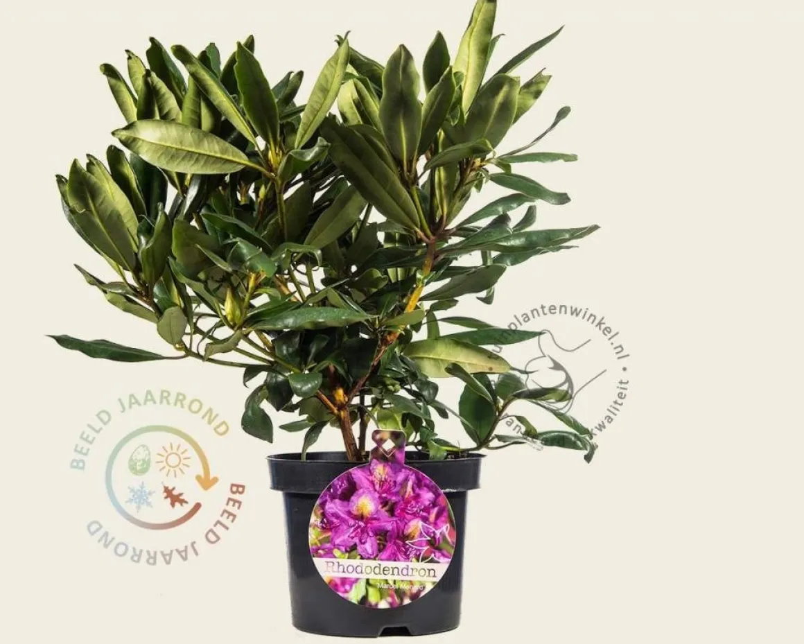Rhododendron 'Marcel Menard'