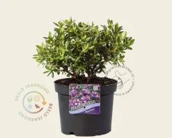 Rhododendron 'Moerheim'