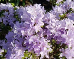 Rhododendron 'Moerheim'