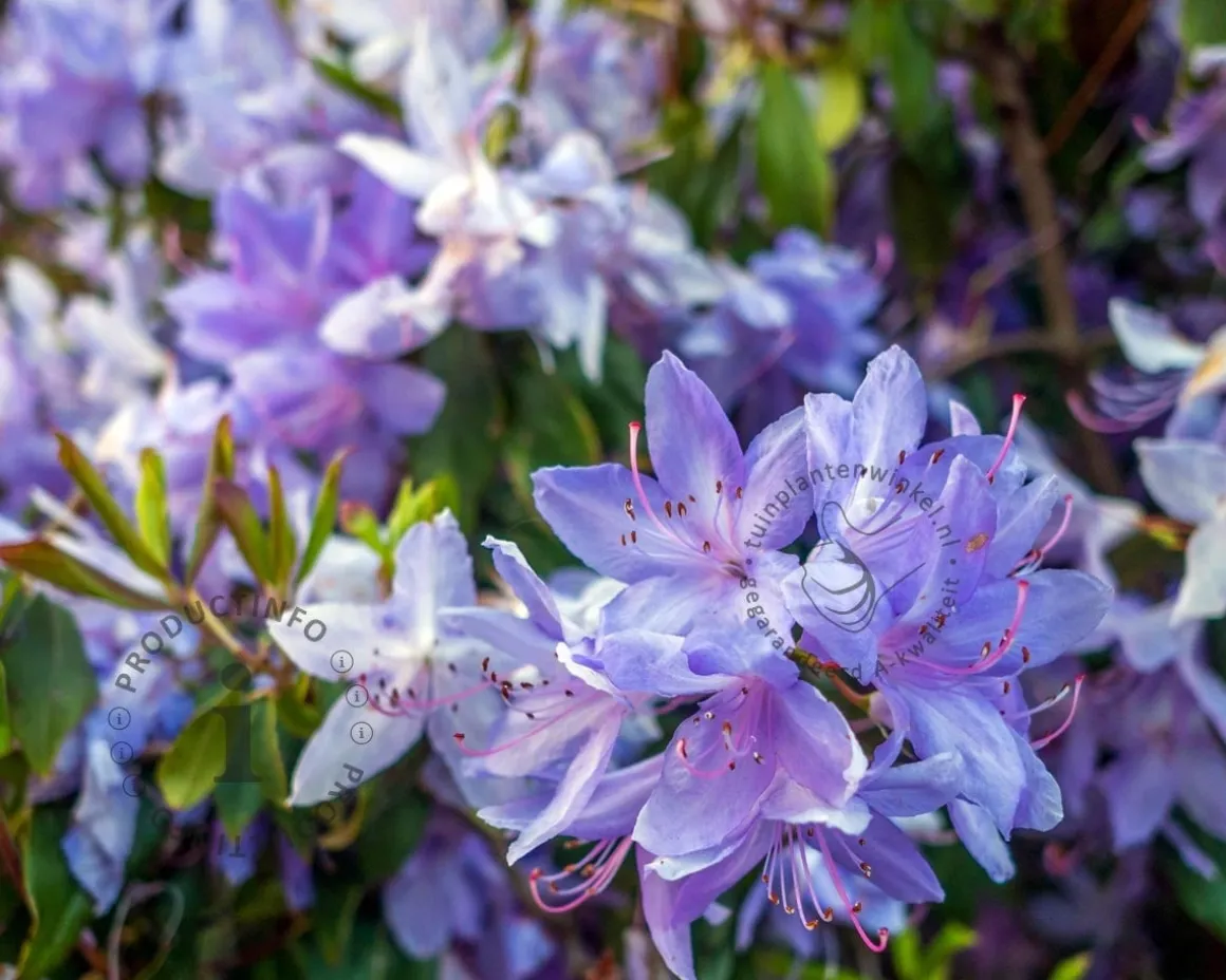 Rhododendron 'Night Sky'