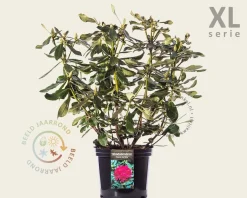 Rhododendron 'Nova Zembla'