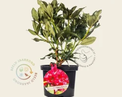Rhododendron 'Nova Zembla'