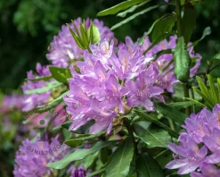 Rhododendron ponticum