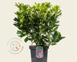 Rhododendron ponticum