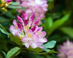 Rhododendron ponticum 'Roseum'