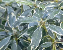 Rhododendron ponticum 'Variegatum'