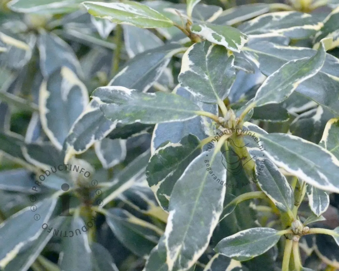 Rhododendron ponticum 'Variegatum'