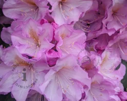 Rhododendron ponticum 'Variegatum'