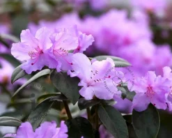 Rhododendron praecox