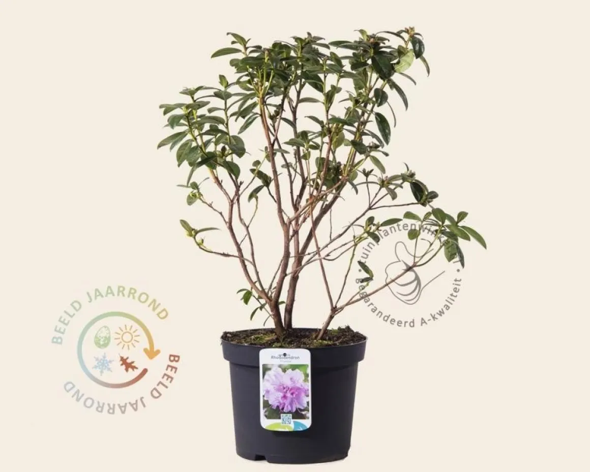 Rhododendron praecox