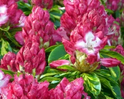 Rhododendron 'President Roosevelt'