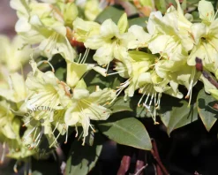 Rhododendron 'Princess Anne'