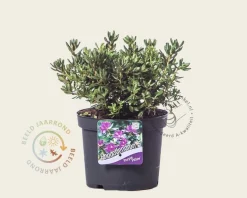 Rhododendron 'Purple Pillow'