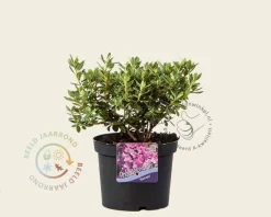 Rhododendron 'Ramapo'