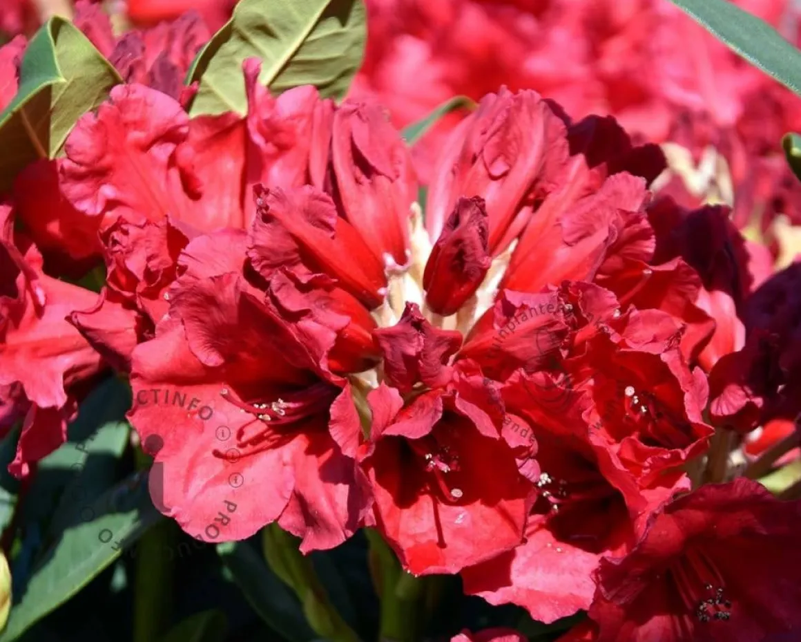 Rhododendron 'Red Jack'