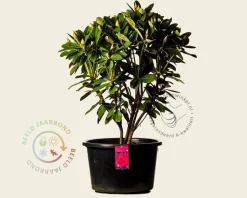 Rhododendron 'Red Jack'