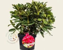 Rhododendron 'Red Jack'