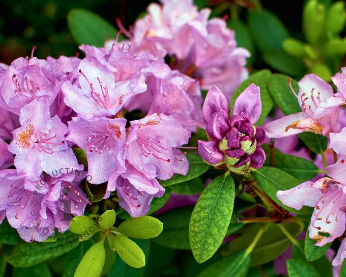 Rhododendron 'Robert Seleger'