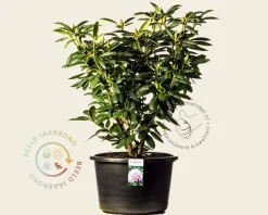 Rhododendron 'Roseum Elegans'