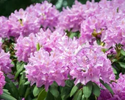 Rhododendron 'Roseum Elegans'
