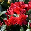Rhododendron 'Scarlet Wonder'