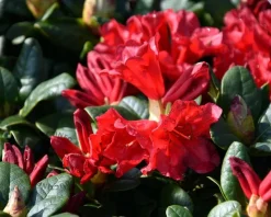 Rhododendron 'Scarlet Wonder'