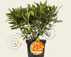 Rhododendron 'Tortoiseshell Orange'