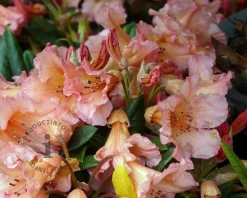 Rhododendron 'Tortoiseshell Orange'