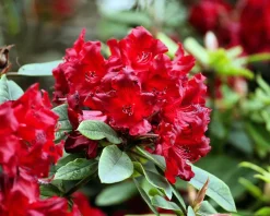 Rhododendron 'Vulcan'