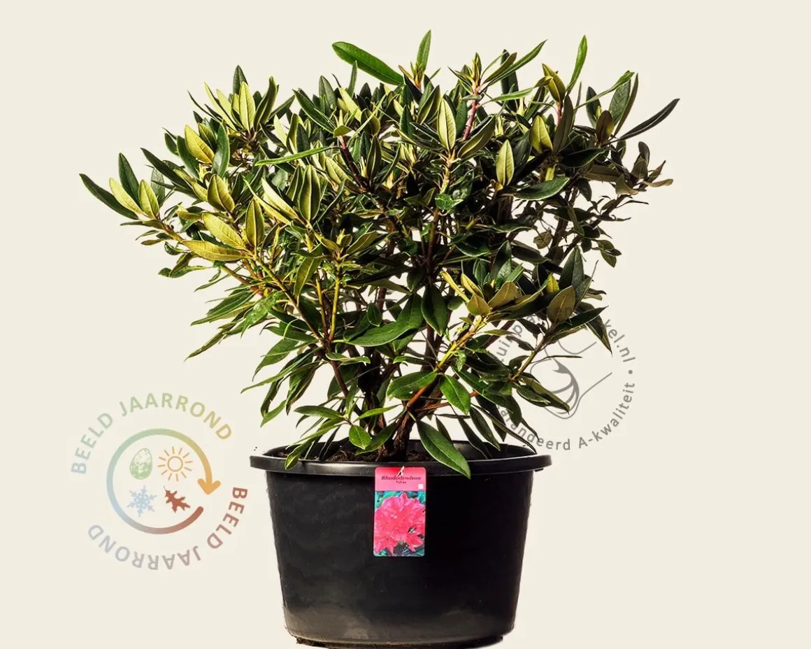 Rhododendron 'Vulcan'
